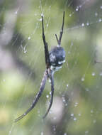 Image of Argiope trifasciata kauaiensis Simon 1900