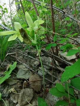 Imagem de Gymnospermium altaicum (Pallas) Spach