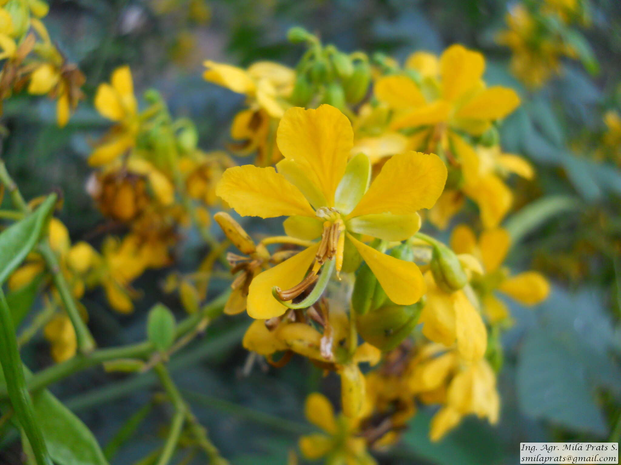 Senna neglecta (Vogel) H. S. Irwin & Barneby resmi