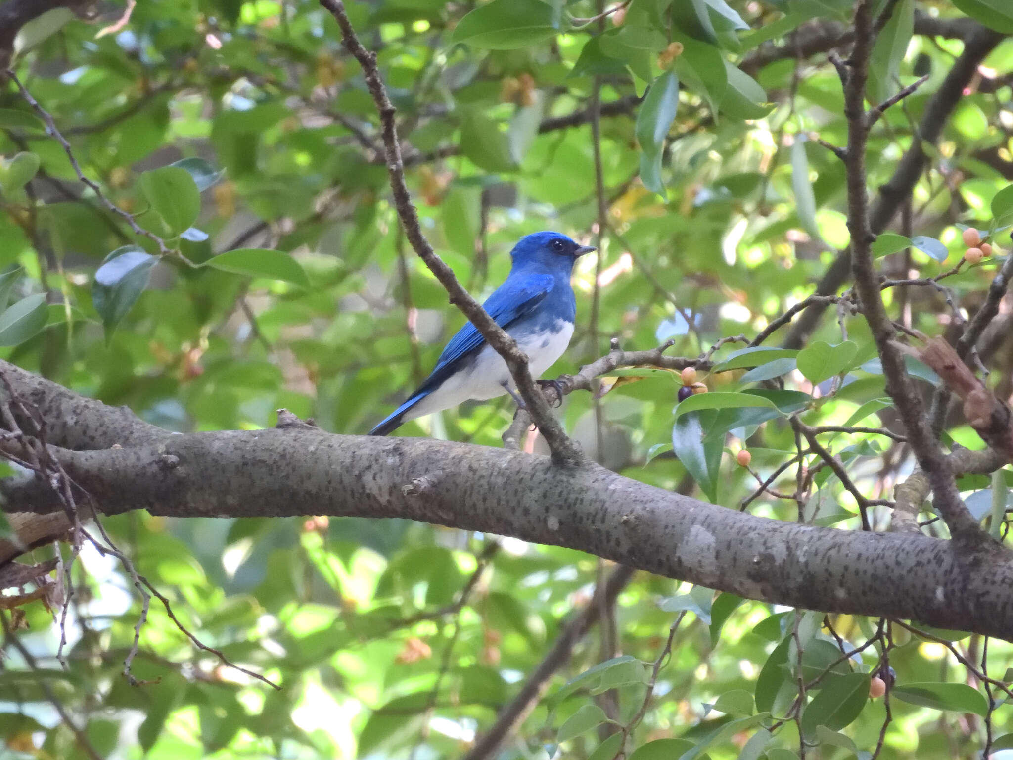 Image of Zappey's Flycatcher