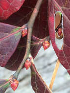 Image of Highbush blueberry