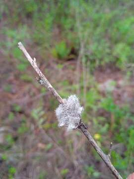 صورة Heterodermia comosa (Eschw.) Follmann & Redón