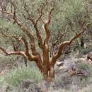 Image of Commiphora glaucescens Engl.