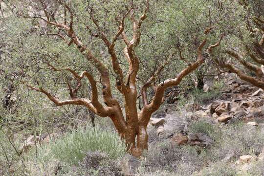 Imagem de Commiphora glaucescens Engl.