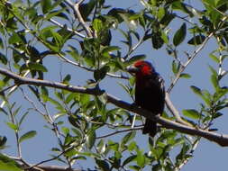 Image of Black-billed Barbet