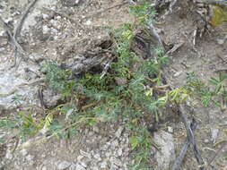 Image of strigose bird's-foot trefoil