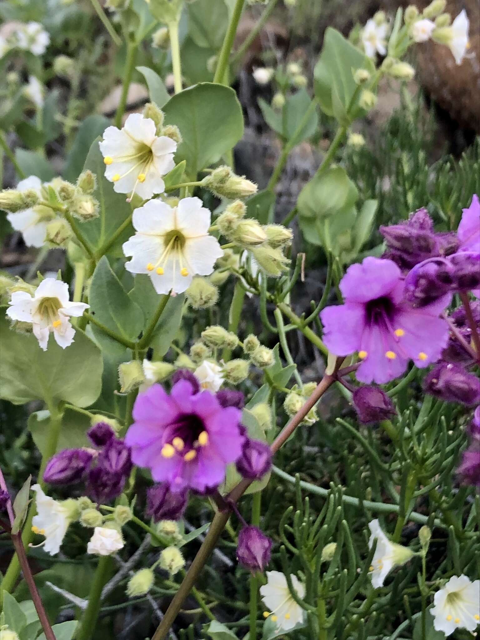 Mirabilis elegans (Choisy) Heimerl resmi