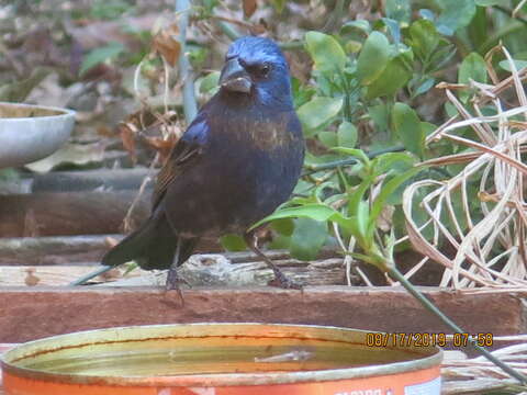 Image of Ultramarine Grosbeak