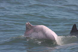 Image of Taiwanese humpback dolphin