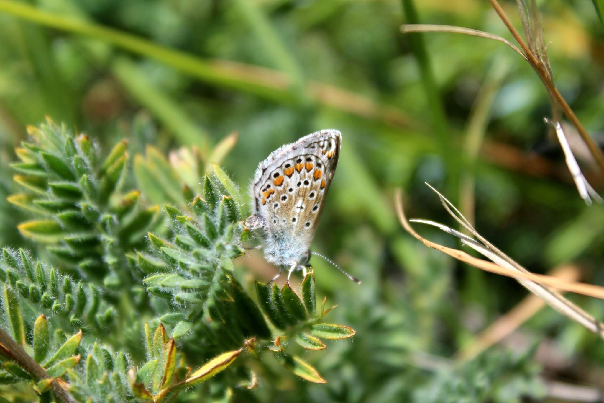 صورة Polyommatus eros (Ochsenheimer 1807)