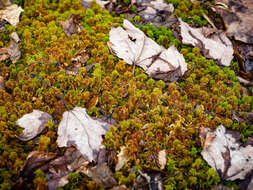 Image of slender cow-horn bog-moss