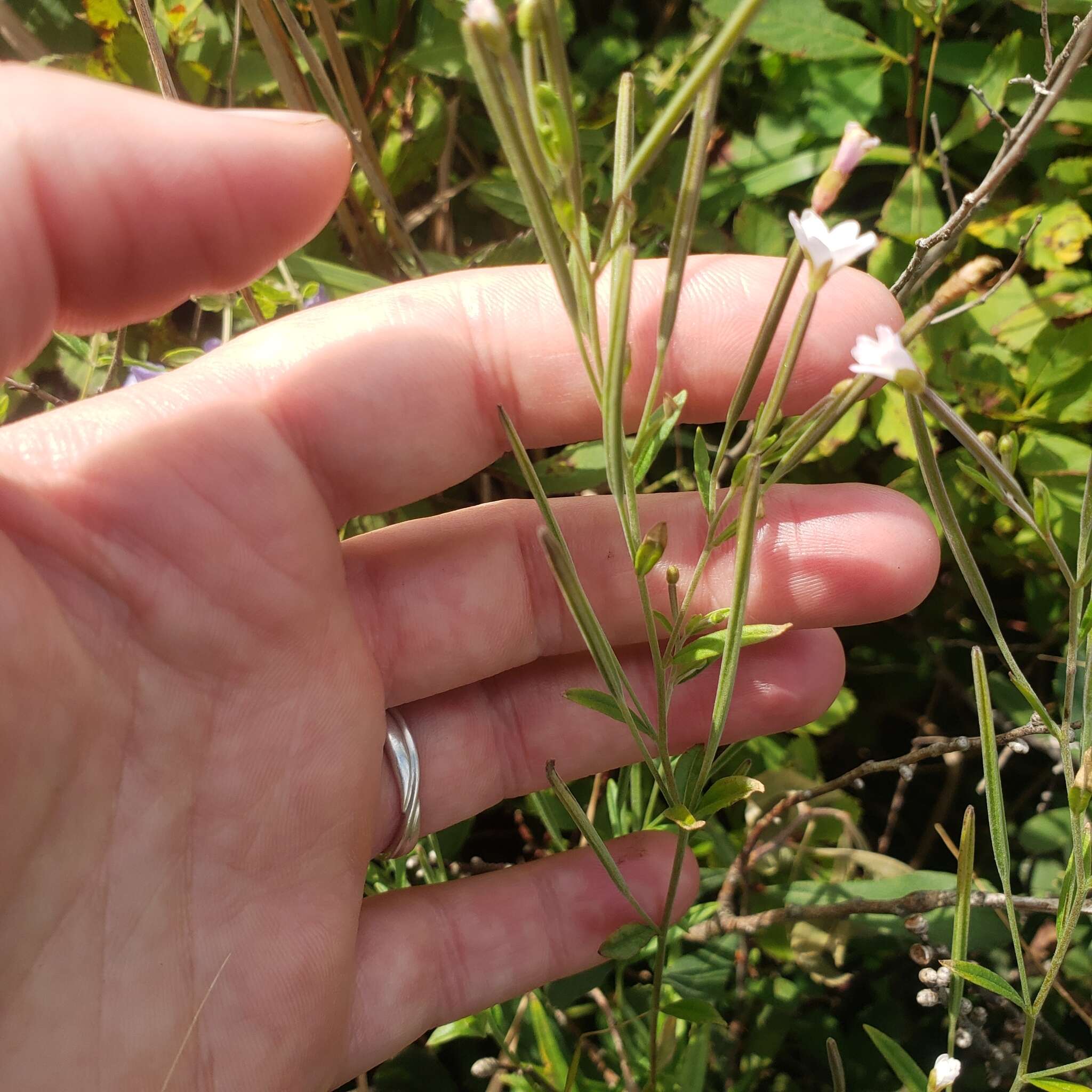 Epilobium leptophyllum Rafin. resmi