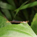 Слика од Ceriagrion praetermissum Lieftinck 1929