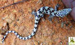 Image of Mixtecan Arboreal Alligator Lizard