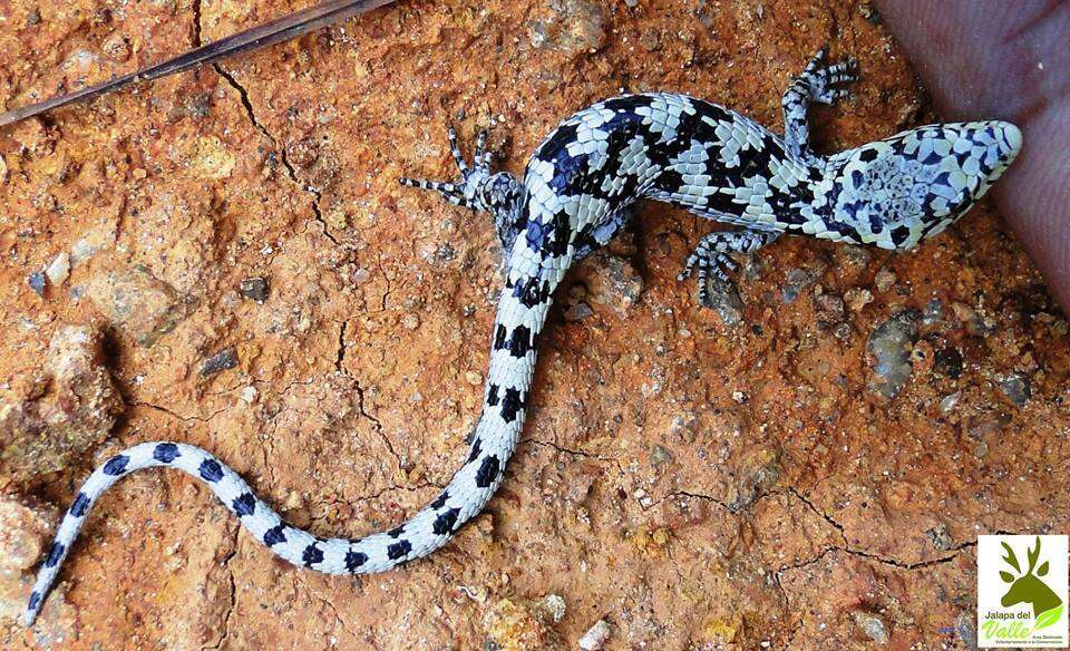 Image of Mixtecan Arboreal Alligator Lizard