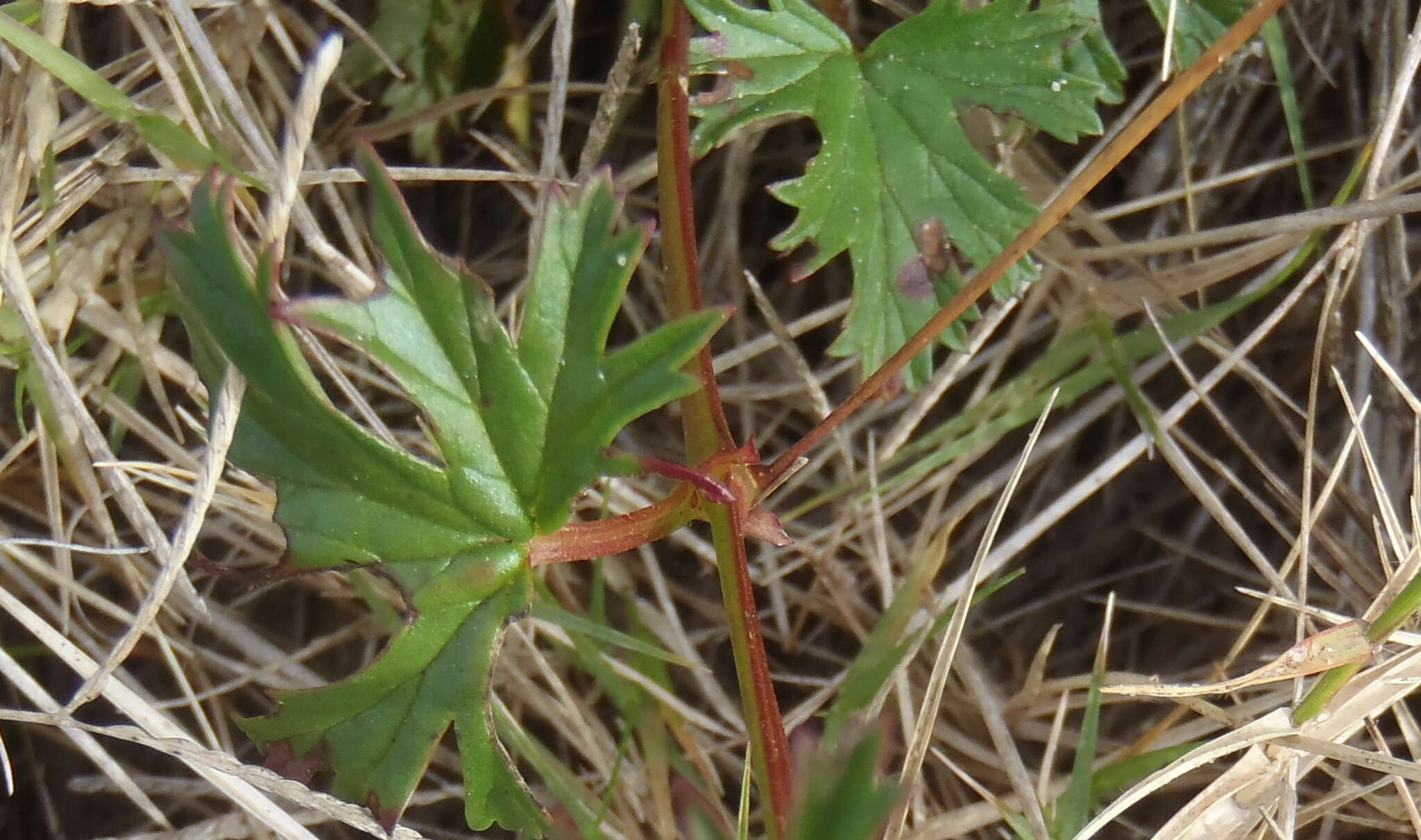 Imagem de Pelargonium columbinum Jacq.