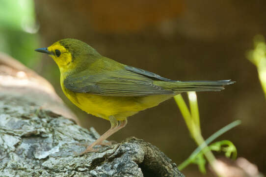 Image of Hooded Warbler