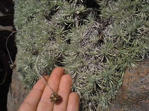 Image of Helichrysum galpinii N. E. Brown