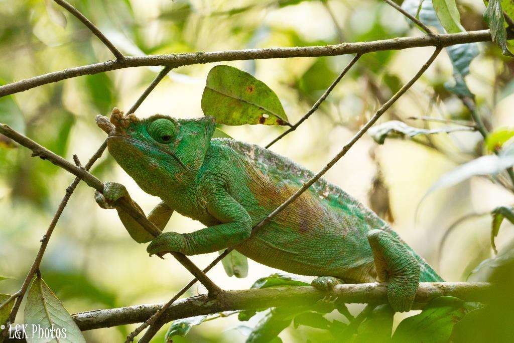 Image of Parson's Chameleon