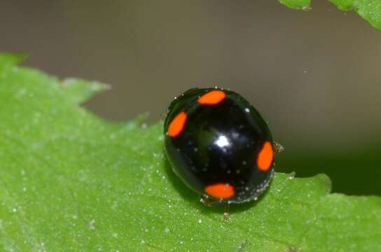 Image of Brachiacantha quadripunctata quadripunctata (Melsheimer 1847)