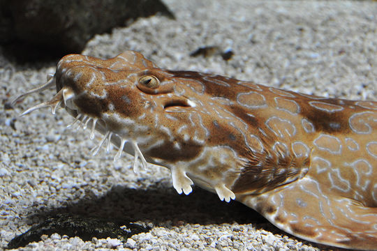 Image of Spotted Wobbegong