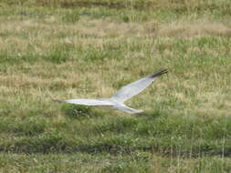 Image of Pallid Harrier