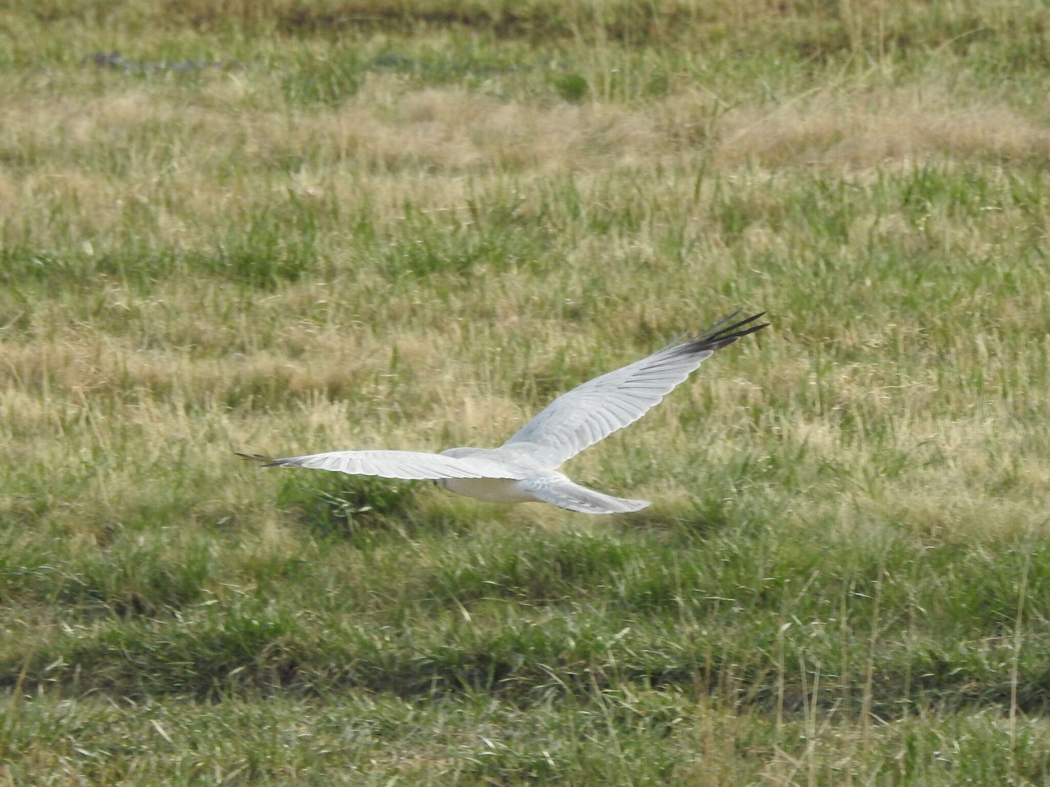 Image of Pallid Harrier