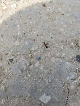 Image of Florida Carpenter Ant