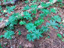 Image of Bedstraw