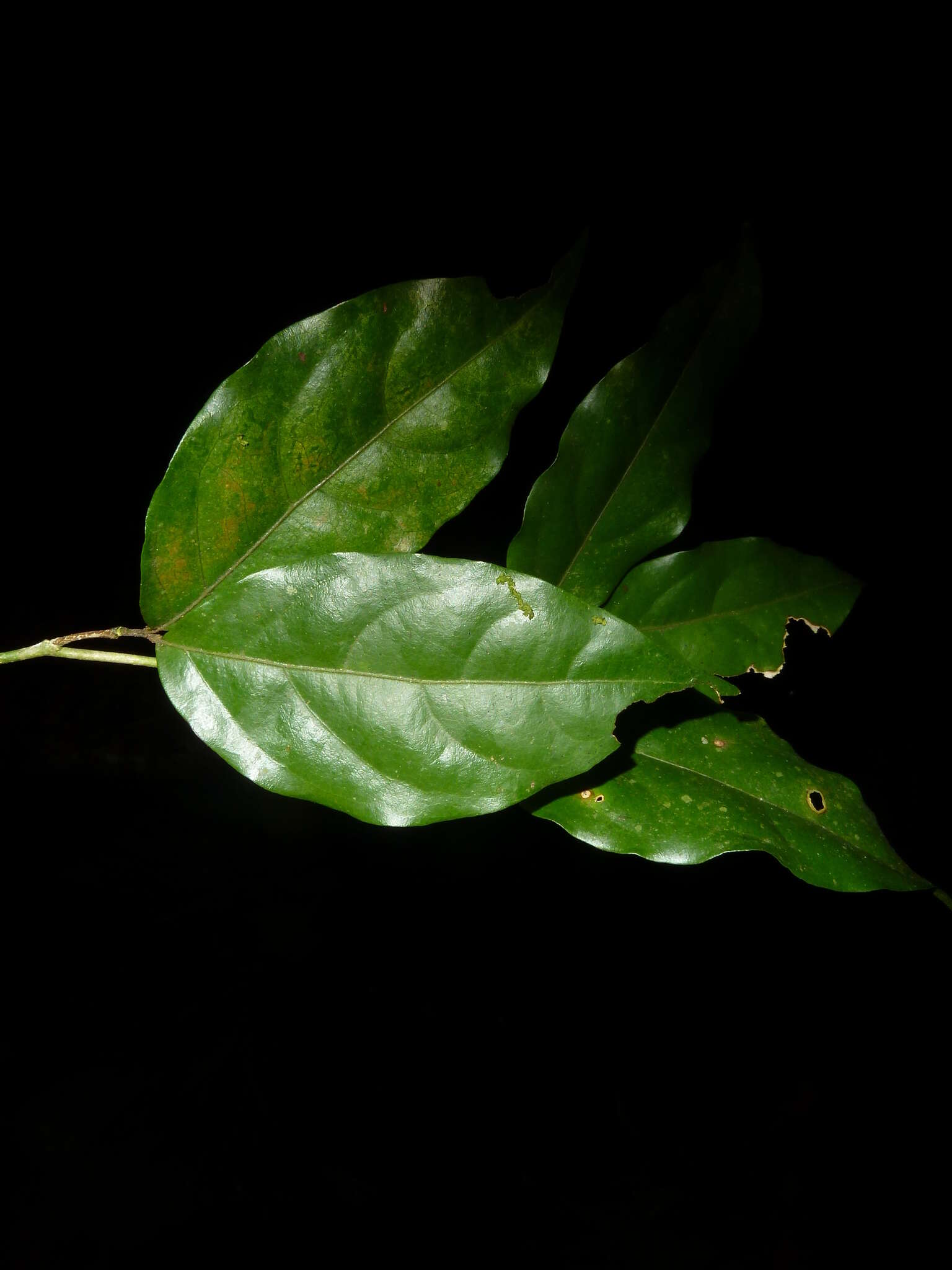 Image of Zygia unifoliolata (Benth.) Pittier