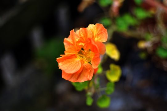 Image of Garden Nasturtium