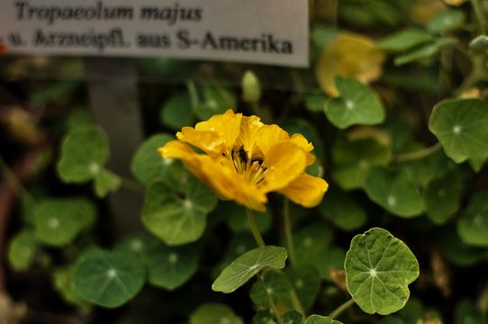 Image of Garden Nasturtium