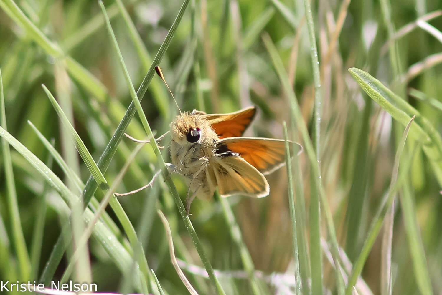 صورة Pseudocopaeodes eunus Edwards 1881