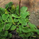 Image de Ourisia alpina Poepp. & Endl.