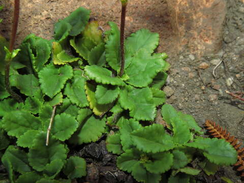 Image de Ourisia alpina Poepp. & Endl.