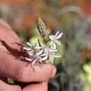 Image of Trachyandra paniculata Oberm.