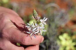 Image of Trachyandra paniculata Oberm.