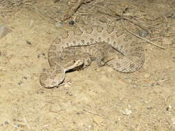 Imagem de Crotalus oreganus concolor Woodbury 1929