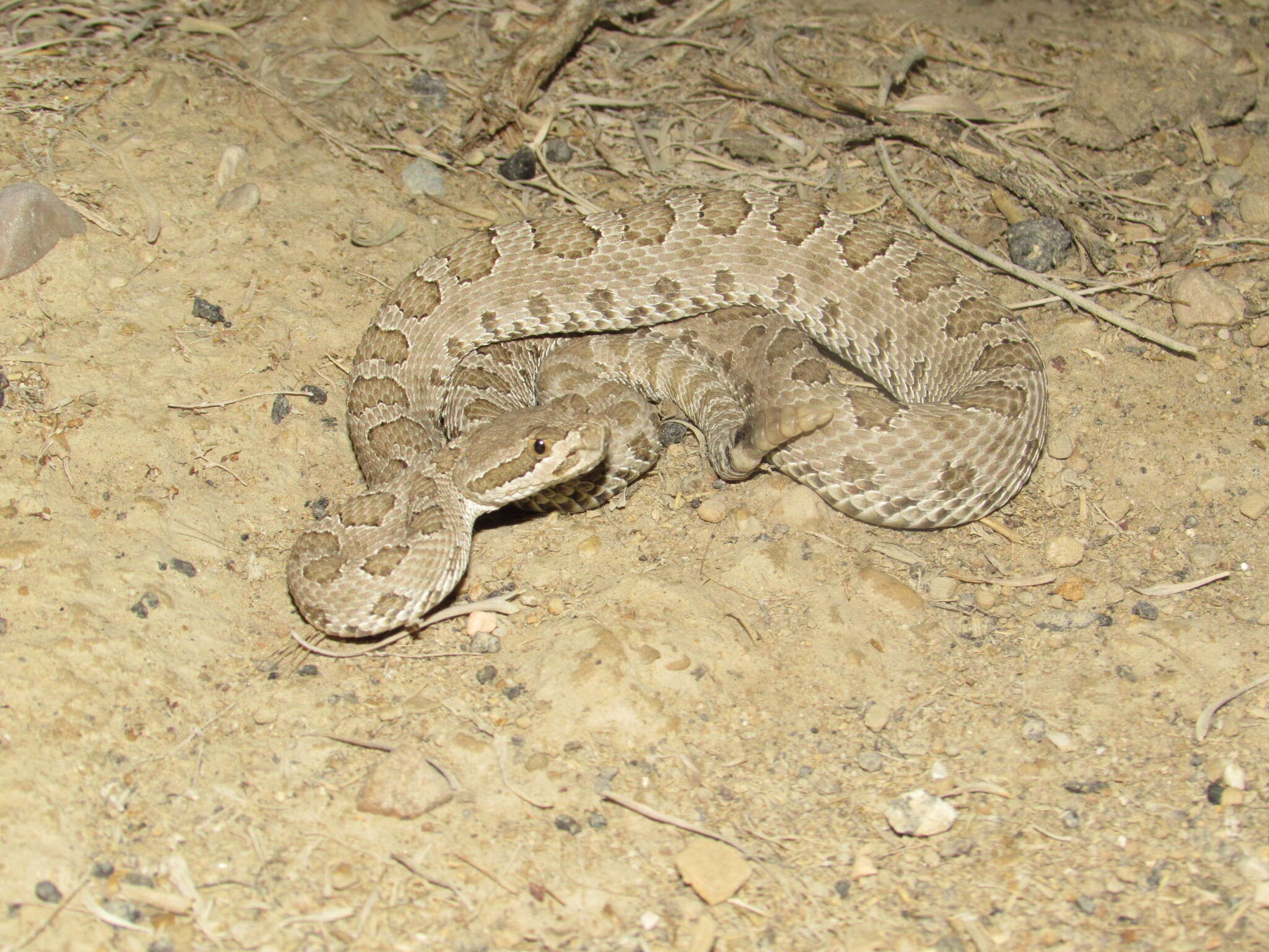 Imagem de Crotalus oreganus concolor Woodbury 1929