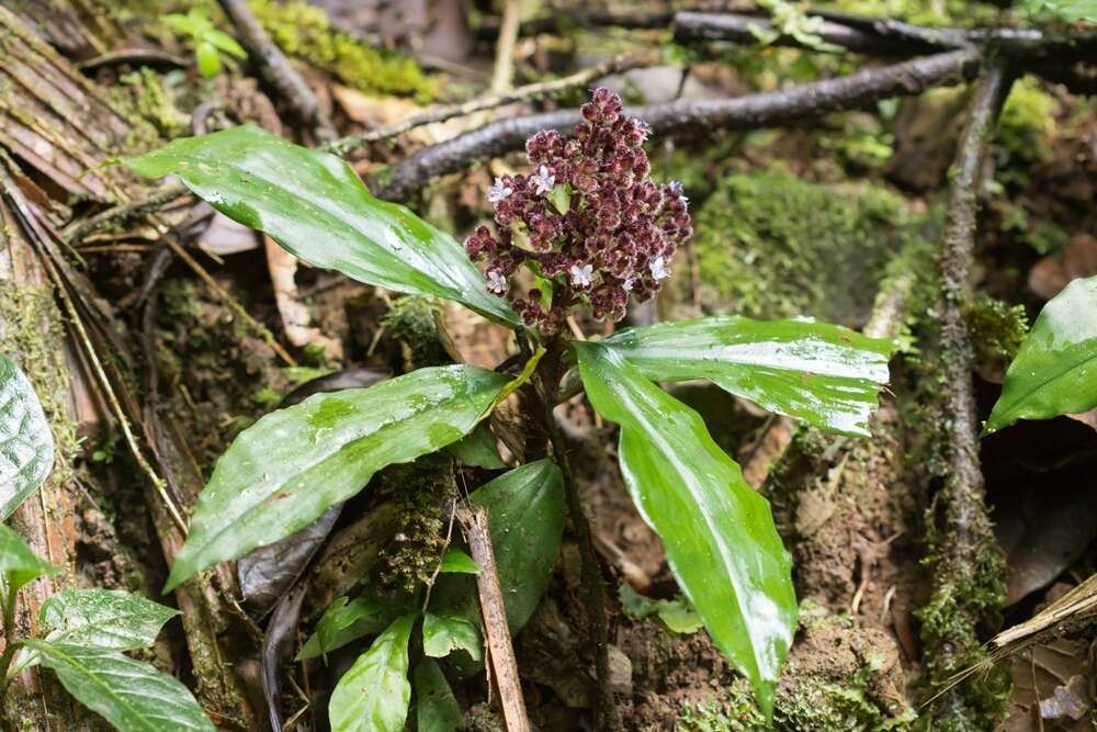 Слика од Floscopa robusta (Seub.) C. B. Clarke