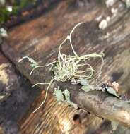 Image of cartilage lichen