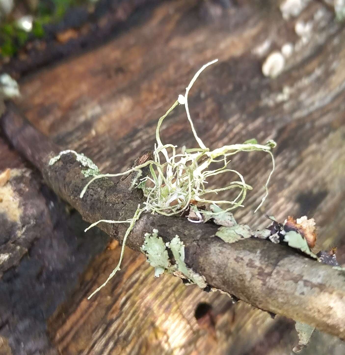 Imagem de Ramalina stenospora Müll. Arg.