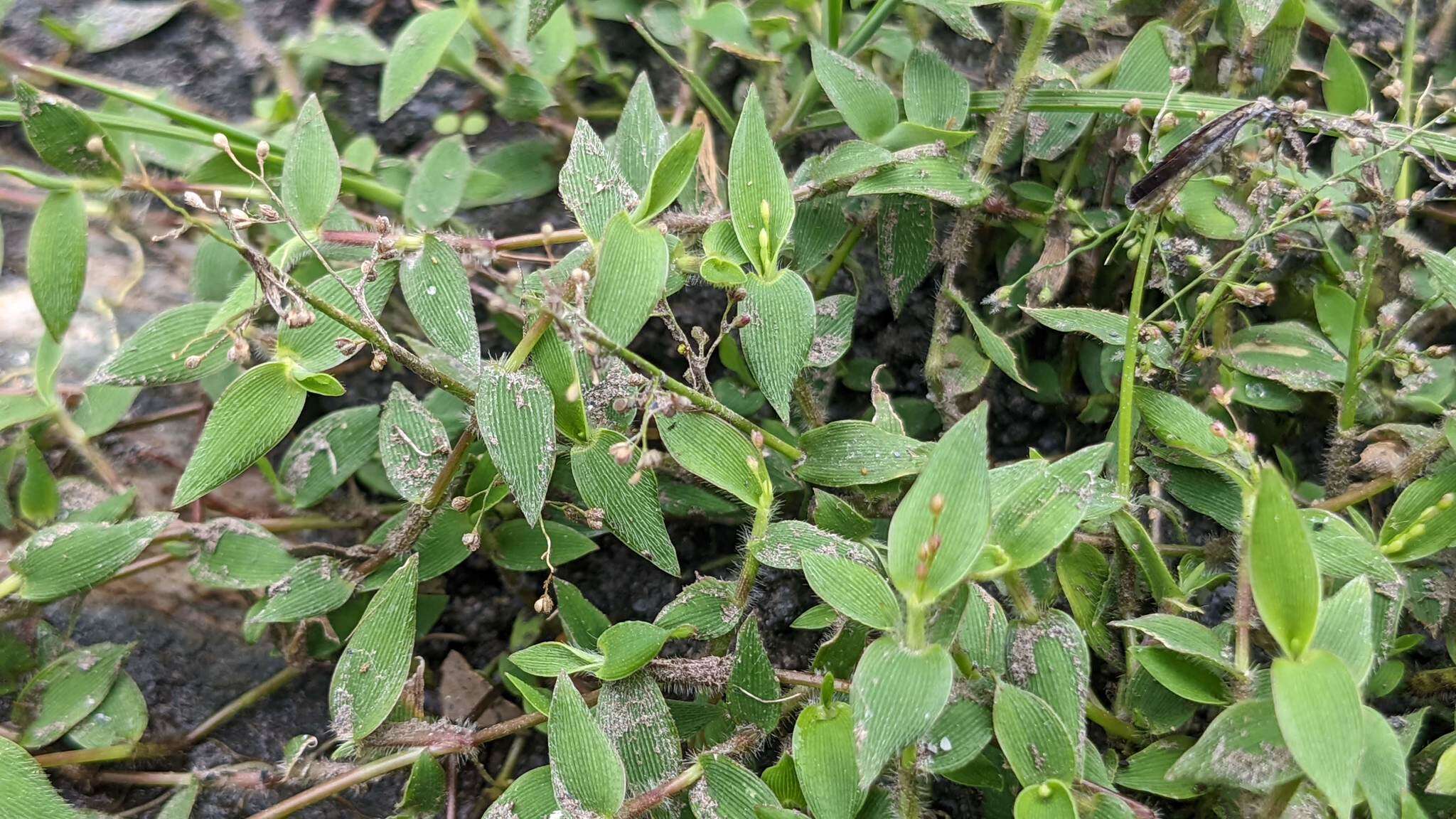 Image of Isachne myosotis Nees