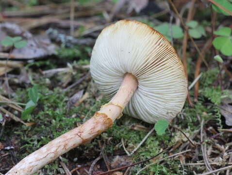 Limacella delicata (Fr.) Earle ex Konr. & Maubl. 1930 resmi