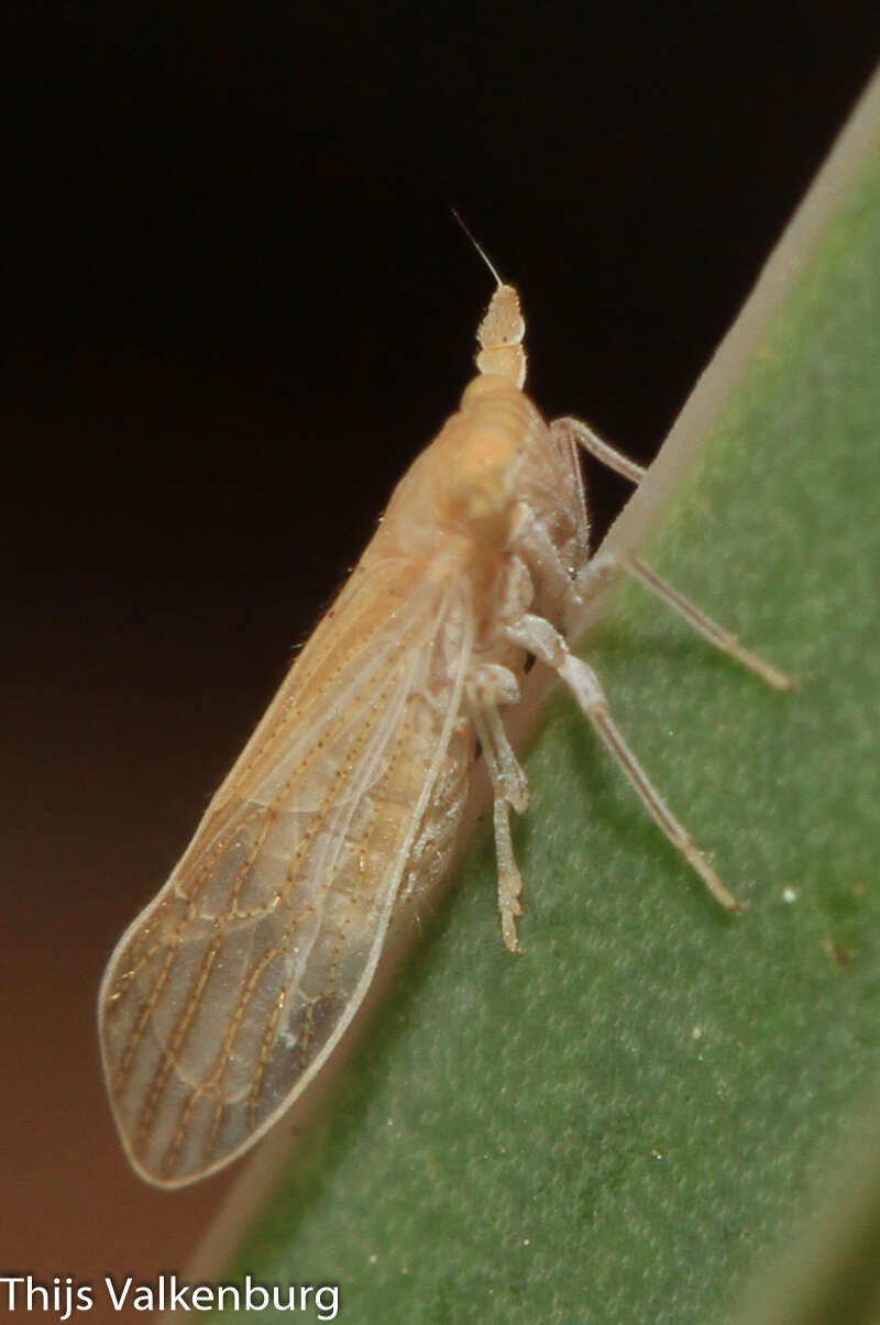 Image of Pseudaraeopus
