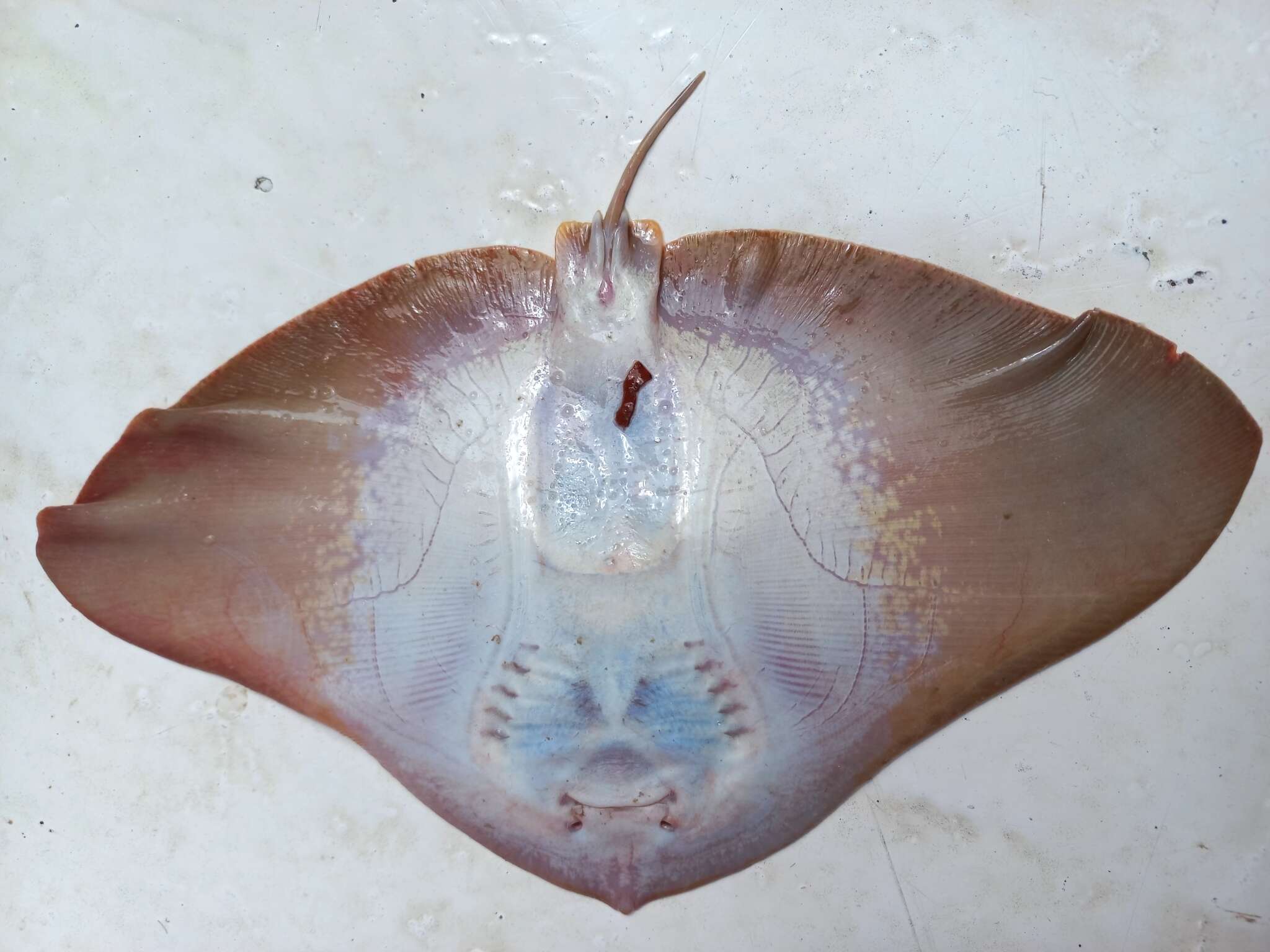 Image of Butterfly ray