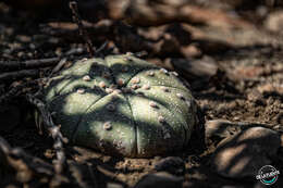 Image of Sand Dollar Cactus