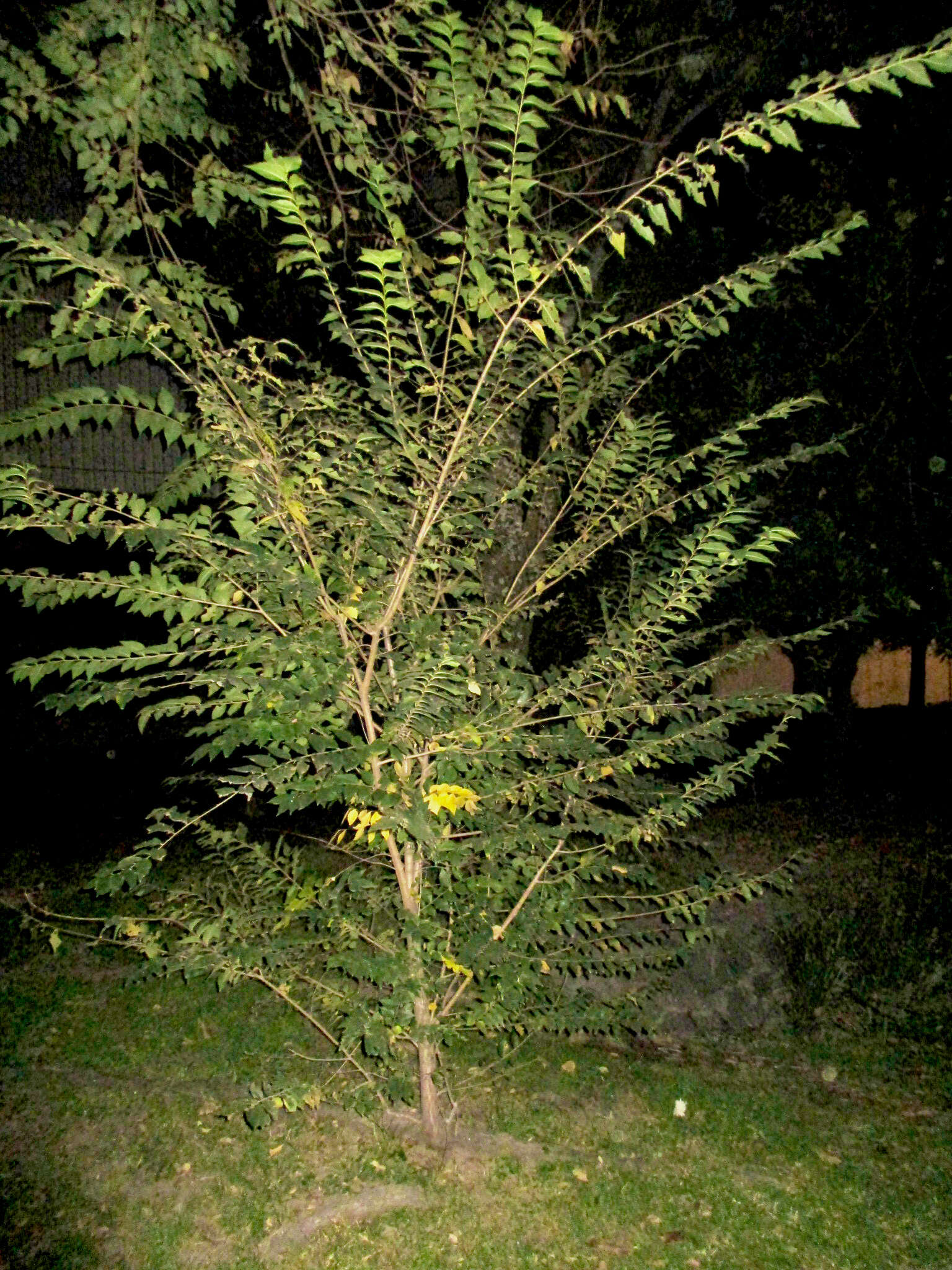 Imagem de Ulmus parvifolia Jacq.