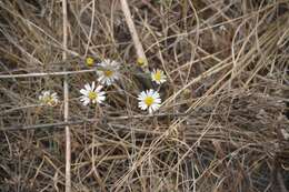 Image de Symphyotrichum moranense (Kunth) G. L. Nesom