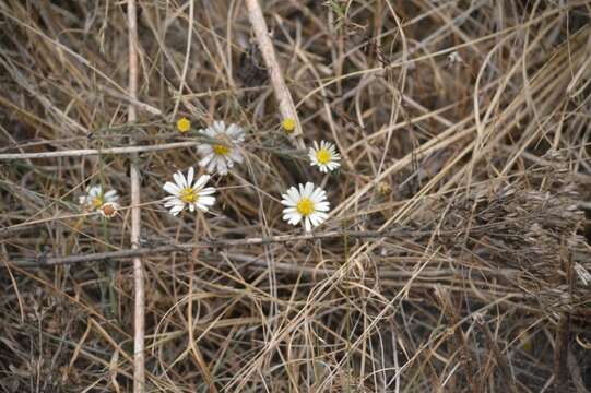 Image of Symphyotrichum moranense (Kunth) G. L. Nesom